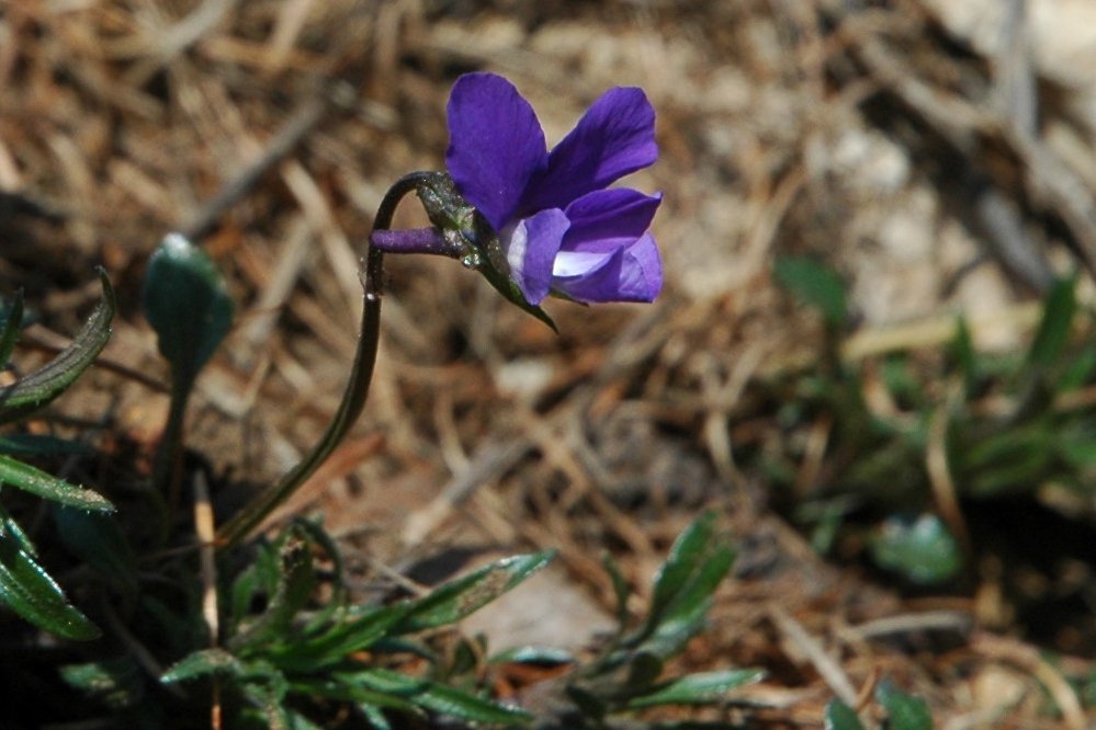 Viola dubyana / Viola di Duby
